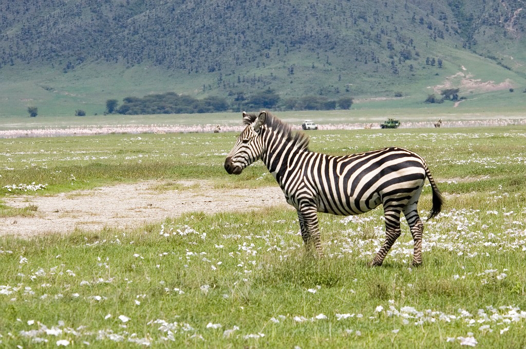 Ngorongoro Zebra05.jpg - Burchell’s Zebra (Equus quagga), Tanzania March 2006